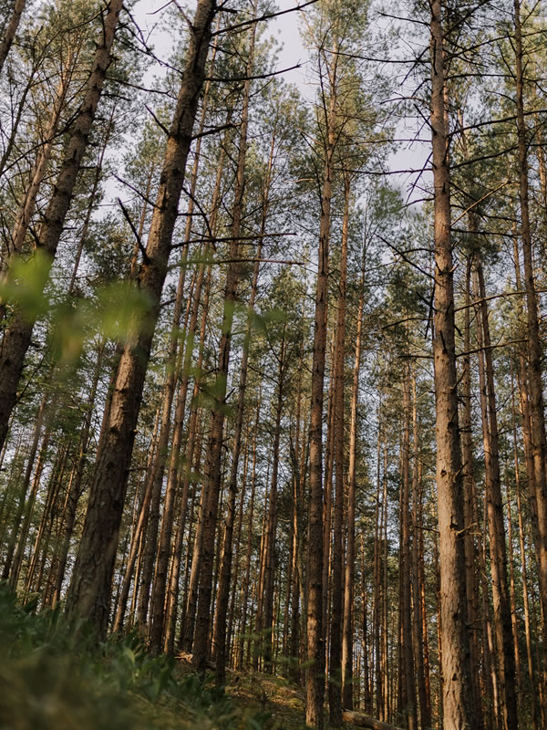 SUGERENCIA DE BUENAS COSTUMBRES Y CONVIVENCIA
